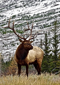 jeleň, Elk, parohy, Male, Wilderness, voľne žijúcich živočíchov, zvierat voľne žijúcich živočíchov