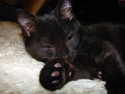 fekete macska, hazai, rövid haj, pihenő, állat, természet