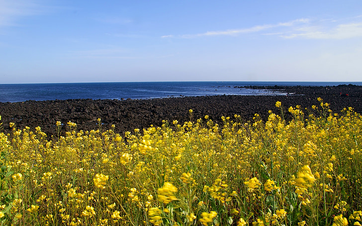 illa de Jeju, Jeju, colza, primavera, groc, Mar, blau