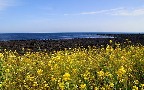 Jeju island, Jeju, raps, våren, gul, sjøen, blå