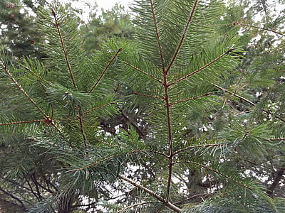 Pine, boom, naaldboom, natuur, groen, bos, hout