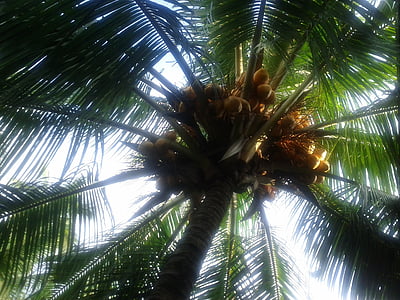 kókuszfa, kókuszdió, pálmafa, édes, természet, zöld, Srí lanka