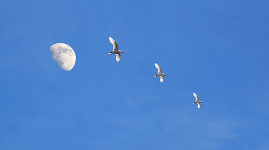 cer albastru, albastru, păsări, pescarusi, luna, natura, Ziua