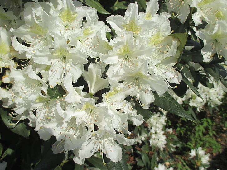 rododendron, bílá, květ, Bloom, jaro, závod, Příroda