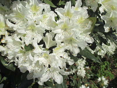 Rhododendron, wit, Blossom, Bloom, lente, plant, natuur