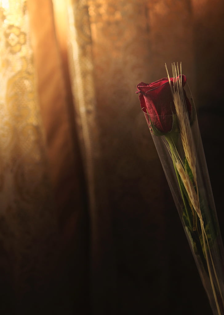 red, roses, flower, curtain, light