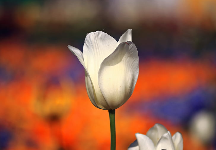 Tulip, hvid, forår, blomster, Blossom, Bloom, natur