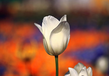 τουλίπα, λευκό, άνοιξη, λουλούδια, άνθος, άνθιση, φύση