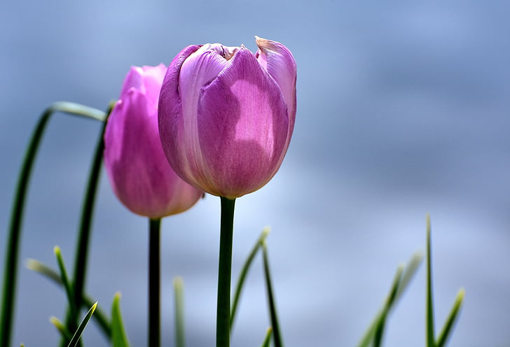 Tulip, merah muda, bunga, musim semi, tanaman, bunga, warna pink