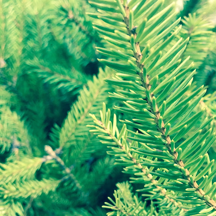 pine, tree, branch, branches, close up, needles