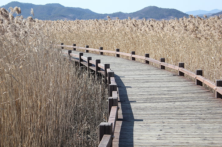 reed, curve method, wooden path, heeled is, nature
