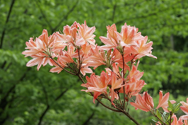 цвете, Ориндж, Пролет, природата, розов цвят, растителна, венчелистче