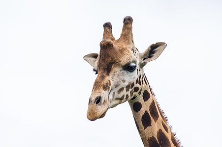 jirafa, animal, cabeza, naturaleza, fauna, animales, cuello