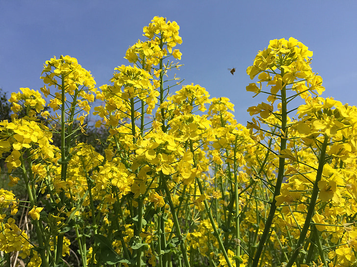 rape blossoms, spring flowers, spring, yellow