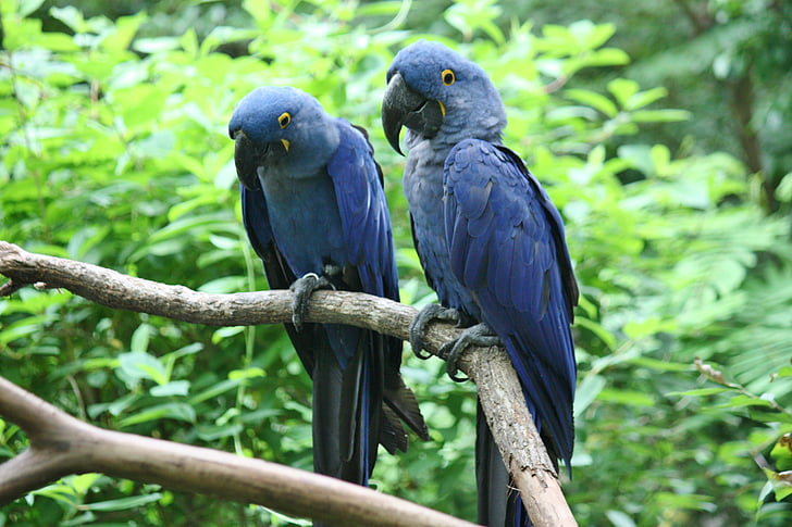 papagaios, aves, azul, exóticas, jardim zoológico, animais