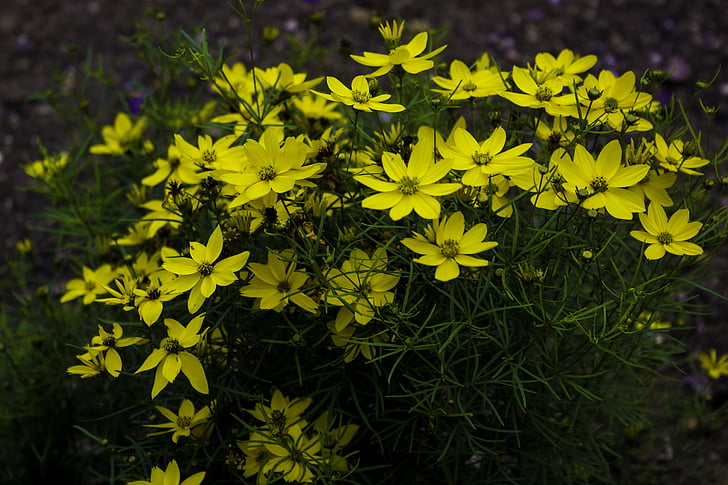 flower, yellow, nature, close, petals, summer, plant