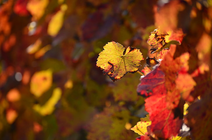 otoño, hoja, otoño dorado, color de otoño, oro, planta