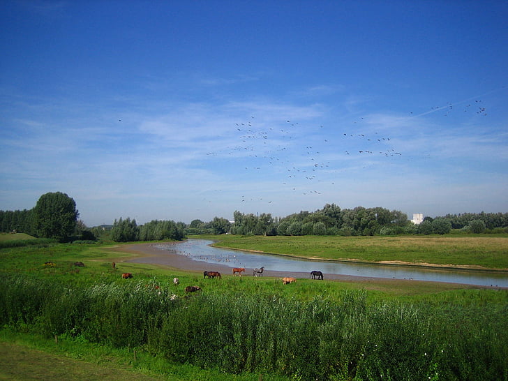 Holland, paysage de rivière, idylle, nature, herbe, ferme