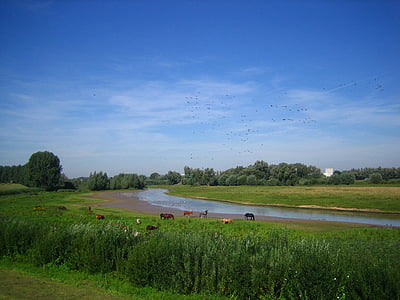 holland, river landscape, idyll, nature, grass, farm