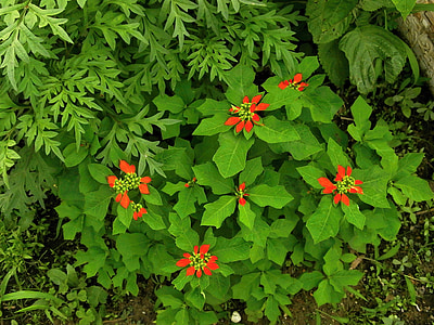 ショウジョウソウ, Euphorbiaceae, vasaros gėlės, rudens gėlės, oranžinė