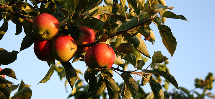 Poma, natural, l'estiu, tenen, fruita