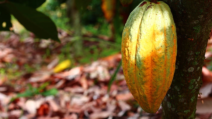 kakao, dyrking, frukt, Harvest, Colombia, frukt og grønnsaker, natur