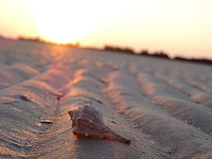 shell, zand, Ebb, zomer, zonsopgang, strand, vakantie