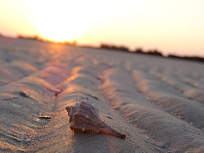 Shell, pasir, pasang surut, musim panas, matahari terbit, Pantai, hari libur