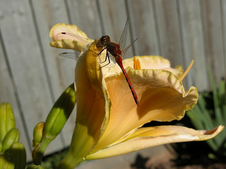 dragonfly, daylily, insect, nature, wings