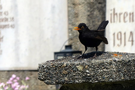 Blackbird, (Turdus merula), igaz, madár, fekete, fojtószelep, természet