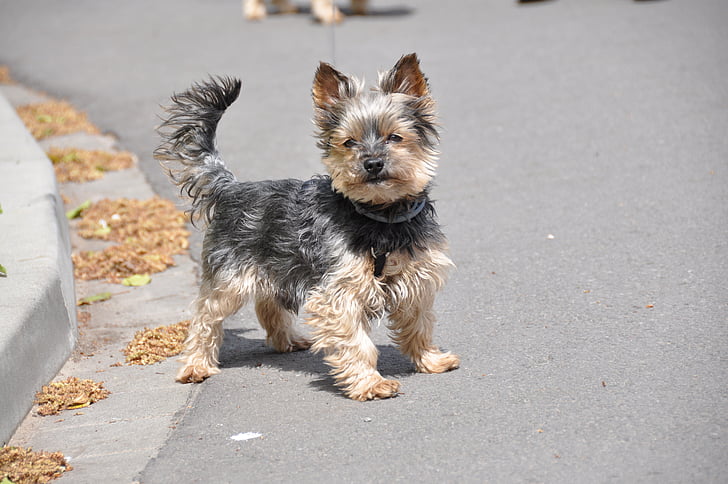 yorkshire terrier, dog, animal, small