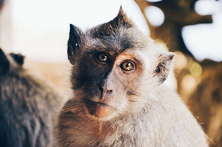 animal, close-up, cute, monkey, primate, wildlife, animal themes