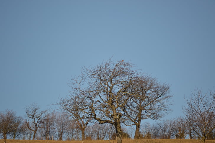 trees, sky, blue, forest, nature, grass, sun
