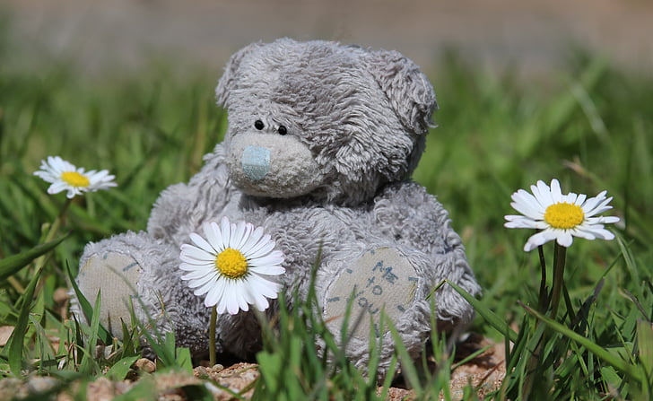 Teddy, Blumen, Teddy bear, Gänseblümchen, Bär, Liebe, niedlich