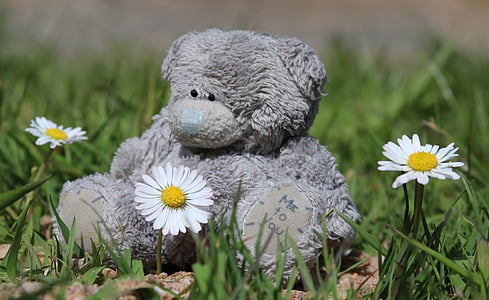 Teddy, çiçekler, oyuncak ayı, papatyalar, ayı, aşk, şirin