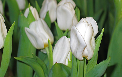 tulipány, bílá, jaro, květ, Bloom, květ, zahrada