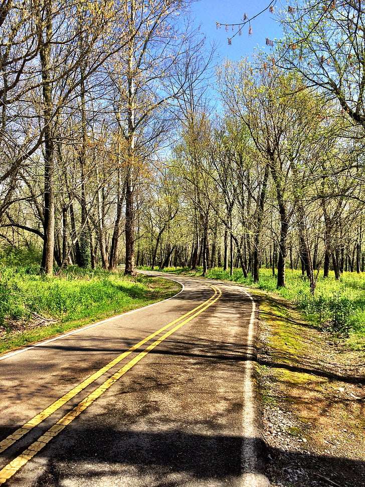 trees, road, spring, nature, forest, landscape, green