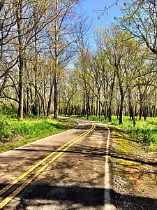 puut, Road, kevään, Luonto, Metsä, maisema, vihreä