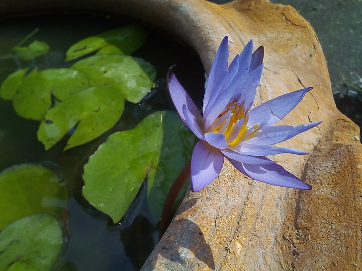 Lotus lístia, Lotus, vodné rastliny, kvety, Lotosové jazero, fialové lotus, Lotus panvy