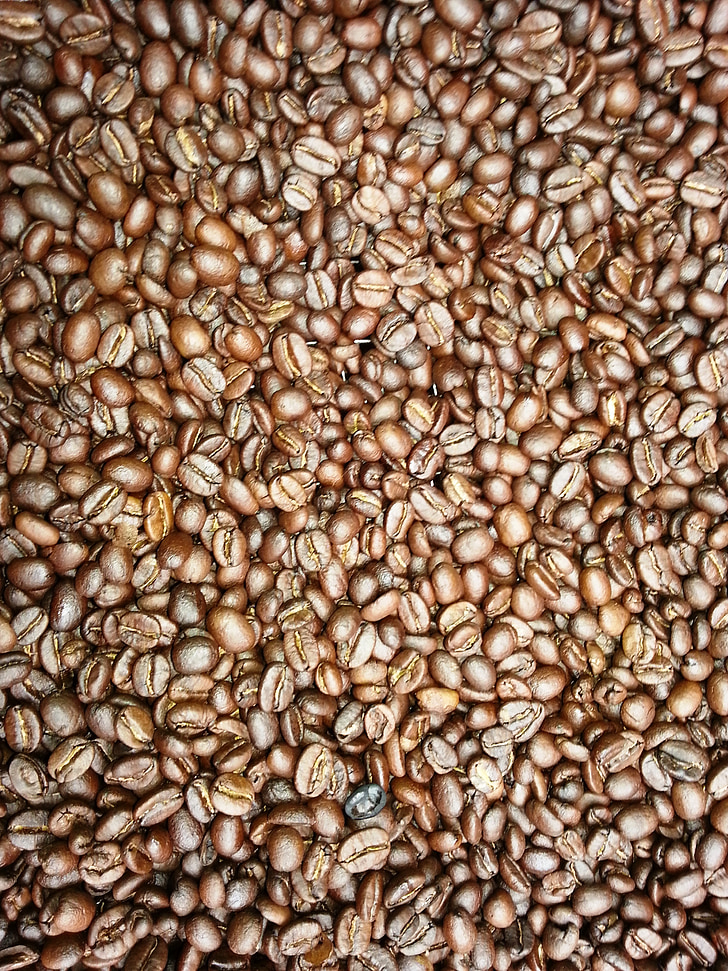 coffee beans, fresh coffee, tanzania, africa, farming, fresh grounds, coffee