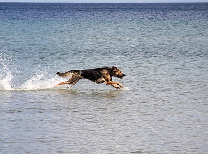 dog, baltic sea, sea, run, race, by the water, animal