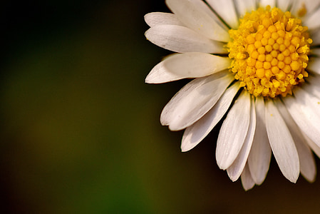Daisy, biela, Záhrada, kvet, kvet, špicaté kvet