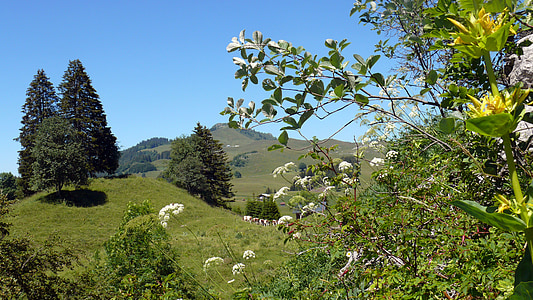 上萨瓦, 阿尔卑斯山, 自然, 花, 树, 夏季, 蓝色