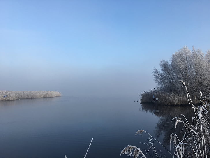 tåge, Frost, søen, vinter, Reed