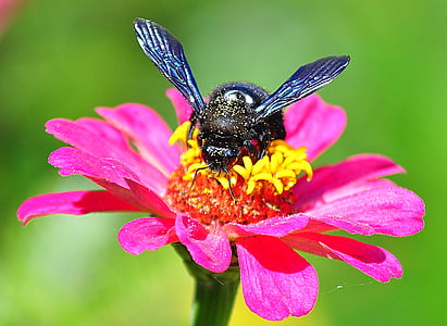 insekt, på blomsten, drvodělka lilla, blomst, et dyr, natur, friskhed