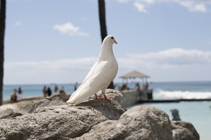 hawaiian, rock dove, bird, sky, beach, animal, pigeon