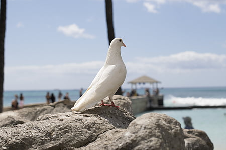 Havajska, rock golob, ptica, nebo, Beach, živali, golob