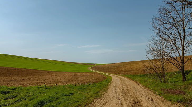 ścieżka, pole, pól, Lane, Natura, drzewo, trawa