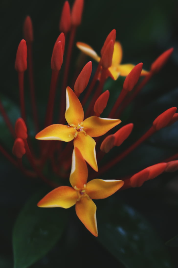 Closeup, Fotografie, žlutá, Ixora, květ, květiny, Příroda