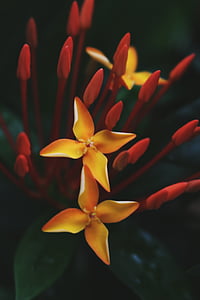 closeup, fotografi, kuning, Ixora, bunga, bunga, alam